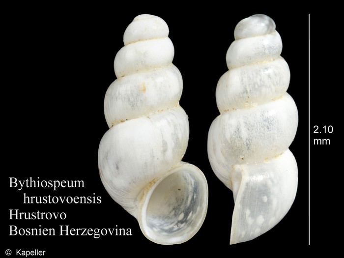 Bythiospeum hrustovoense