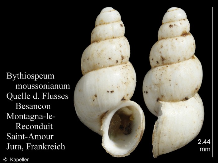 Bythiospeum moussonianum