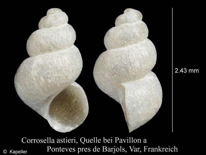 Corrosella astierii Corrosella astierii