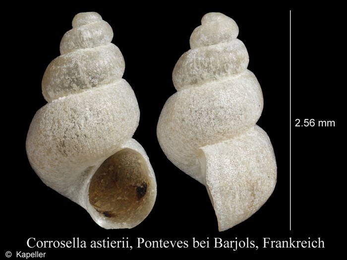 Corrosella astierii Corrosella astierii