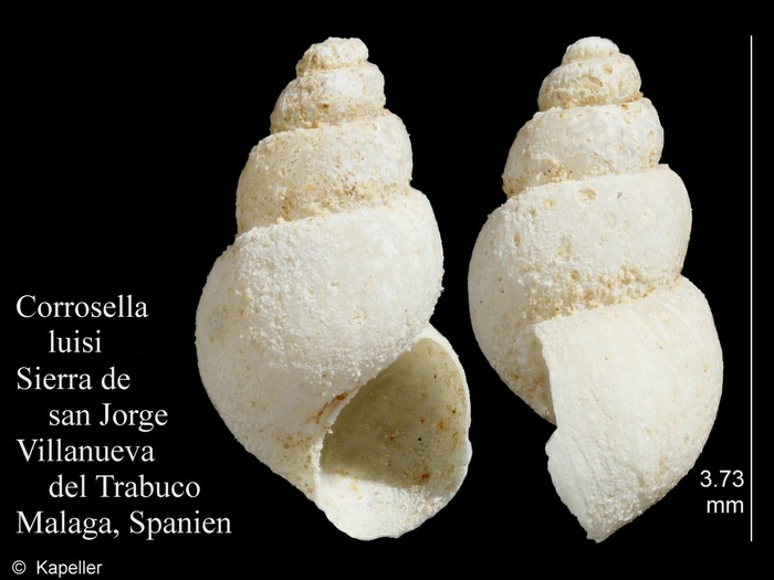 Corrosella luisi Corrosella luisi