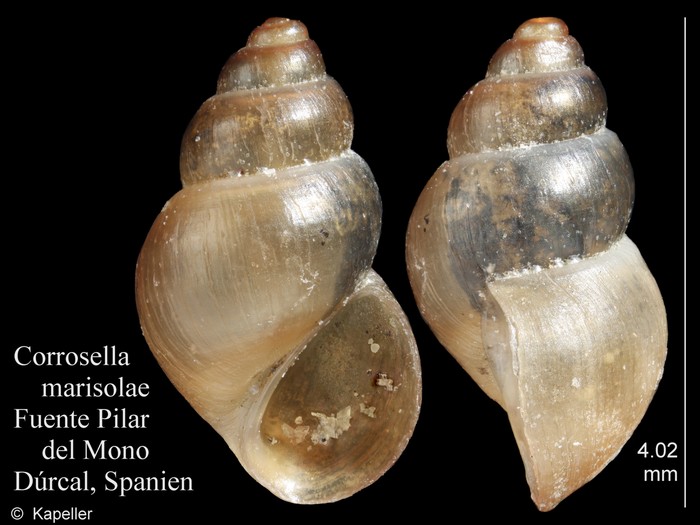 Corrosella marisolae Corrosella marisolae