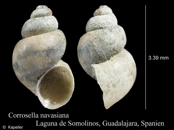 Corrosella navasiana Corrosella navasiana