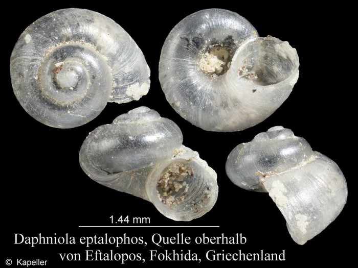 Daphniola eptalophos
