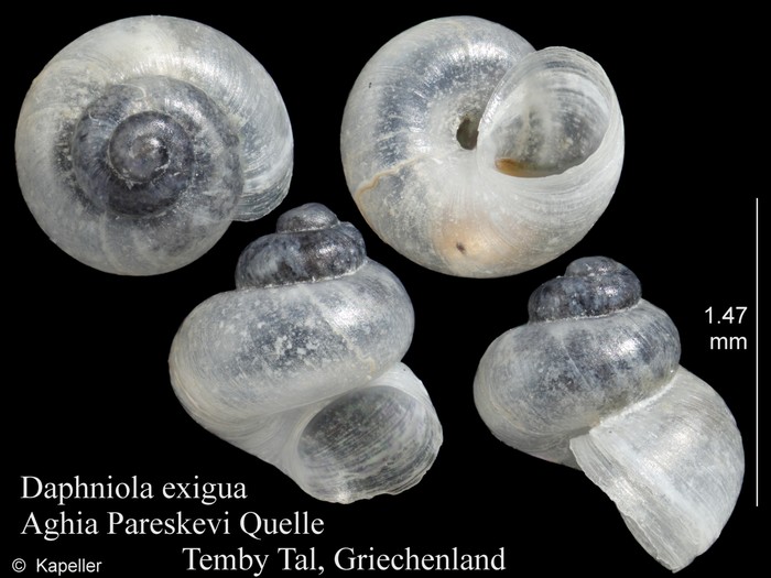 Daphniola exigua