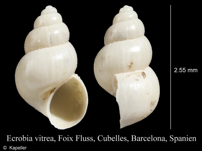 Ecrobia vitrea Ecrobia vitrea