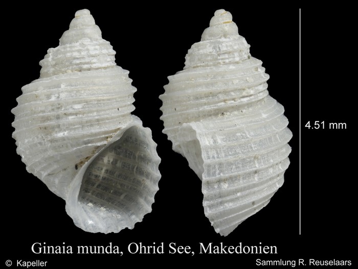 Ginaia munda