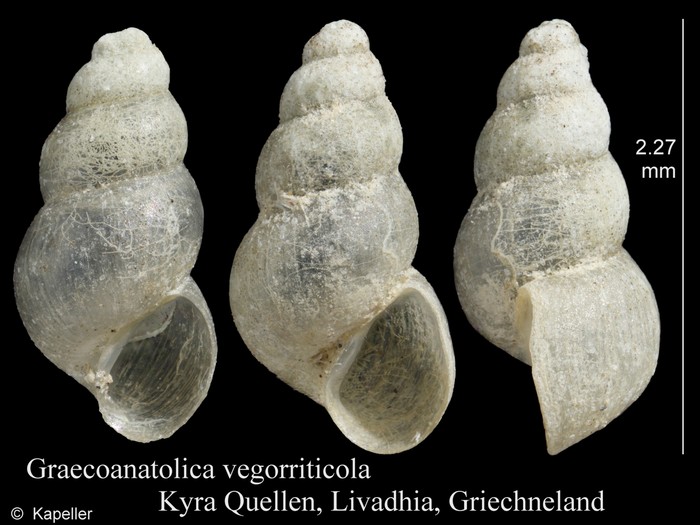 Graecoanatolica vegorriticola Graecoanatolica vegorriticola
