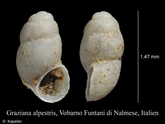 Graziana alpestris Graziana alpestris