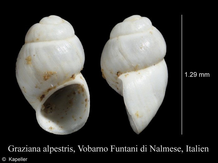 Graziana alpestris Graziana alpestris