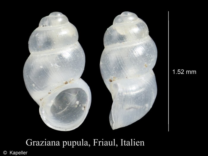 Graziana pupula