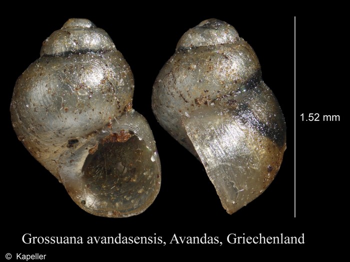 Grossuana avandasensis Grossuana avandasensis