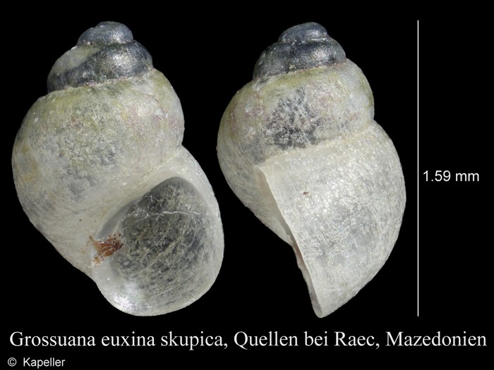 Grossuana euxina Grossuana euxina
