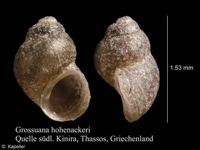 Grossuana hohenackeri Grossuana hohenackeri