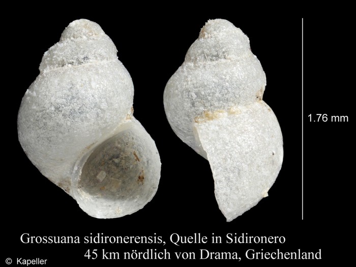 Grossuana sidironerensis Grossuana sidironerensis