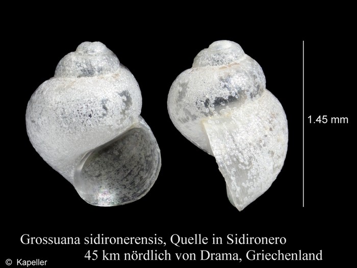 Grossuana sidironerensis Grossuana sidironerensis
