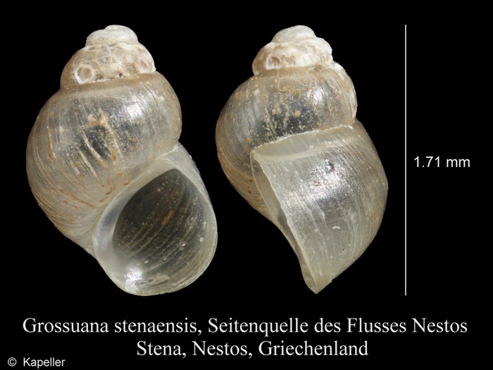 Grossuana stenaensis Grossuana stenaensis