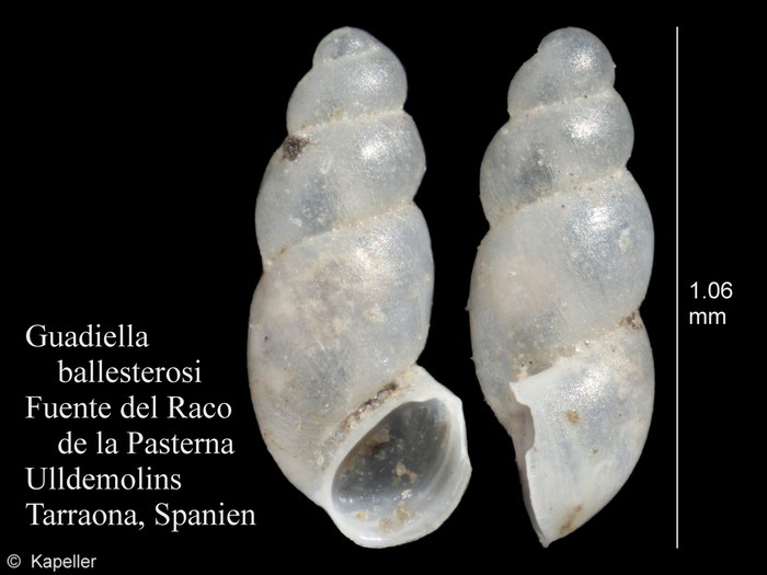 Guadiella ballesterosi Guadiella ballesterosi