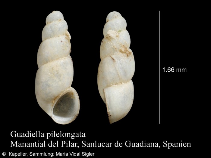 Guadiella pilelongata Guadiella pilelongata