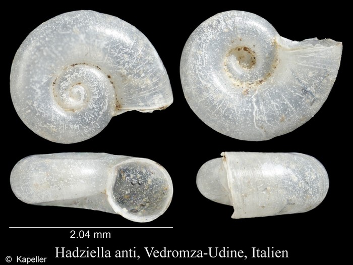 Hadziella anti Hadziella anti