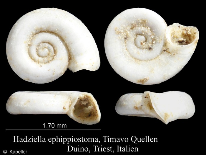 Hadziella ephippiostoma