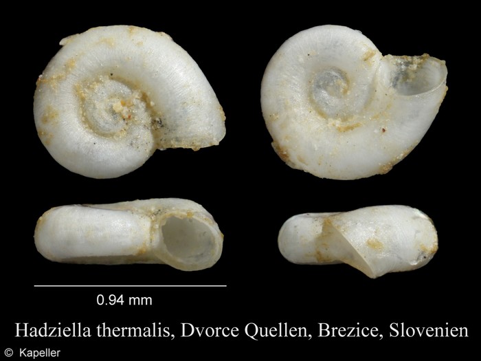 Hadziella thermalis Hadziella thermalis