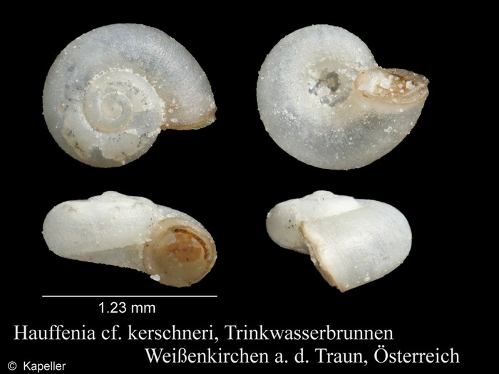 Hauffenia kerschneri