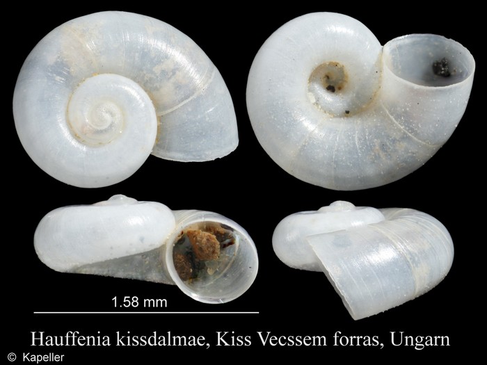 Hauffenia kissdalmae Hauffenia kissdalmae