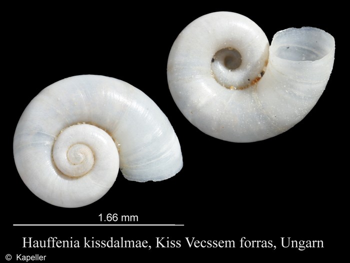 Hauffenia kissdalmae Hauffenia kissdalmae