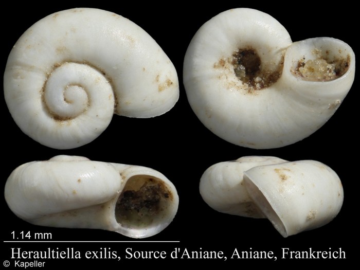 Heraultiella exilis Heraultiella exilis