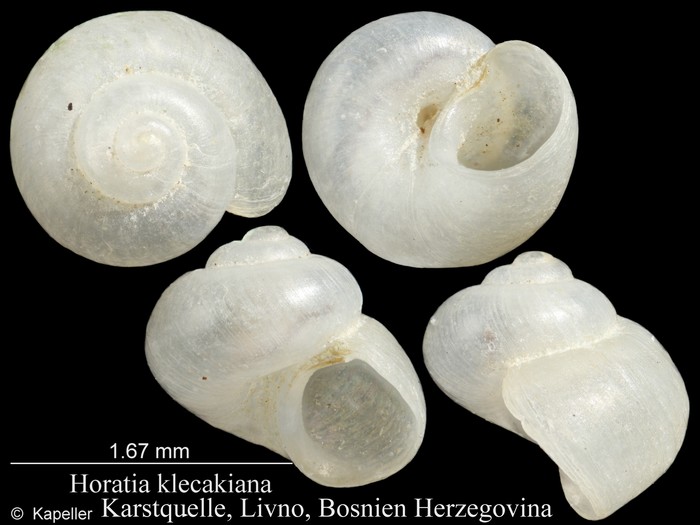 Horatia klecakiana Horatia klecakiana