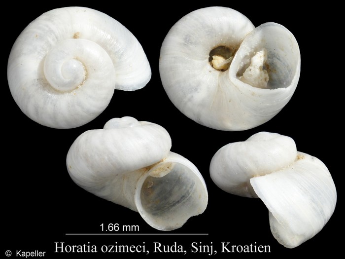 Horatia ozimeci Horatia ozimeci