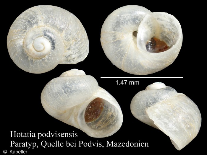 Horatia podvisensis Horatia podvisensis