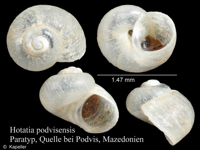 Horatia podvisensis