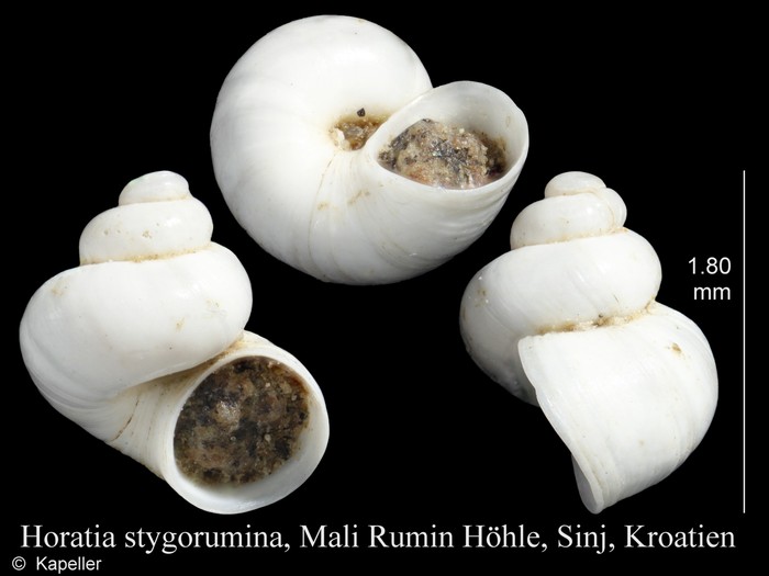 Horatia stygorumina