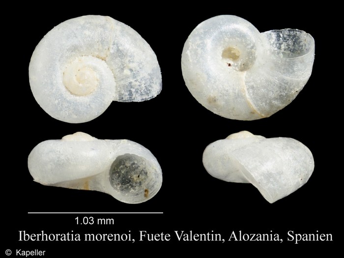 Iberhoratia morenoi Iberhoratia morenoi