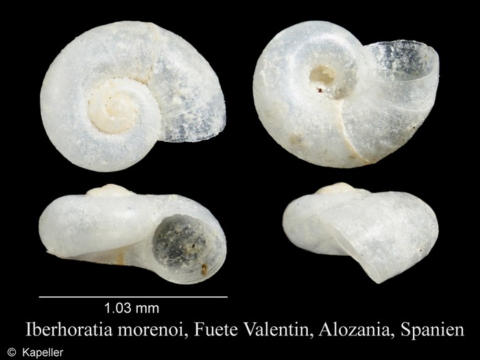 Iberhoratia morenoi