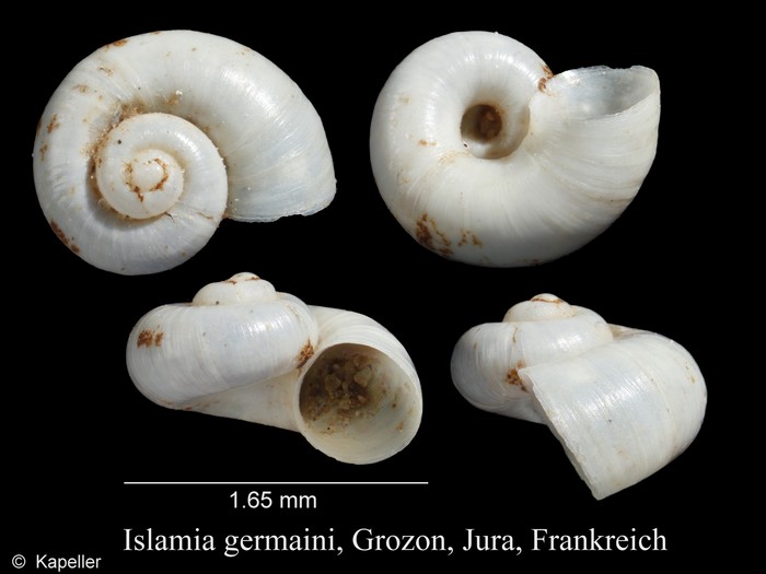 Islamia germaini