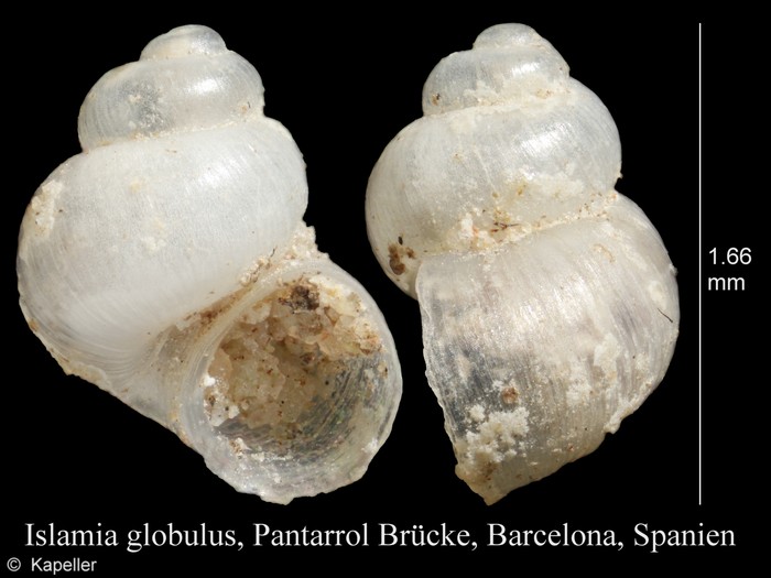 Islamia globulus Islamia globulus