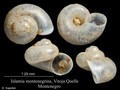 Mollusca (molluscs)