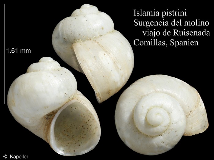 Islamia pistrini Islamia pistrini