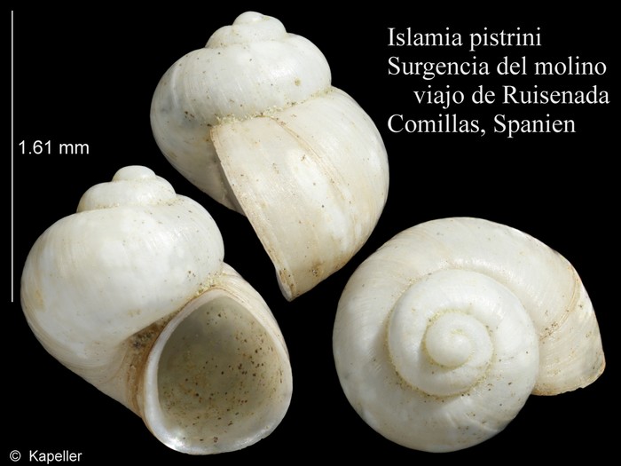 Islamia pistrini