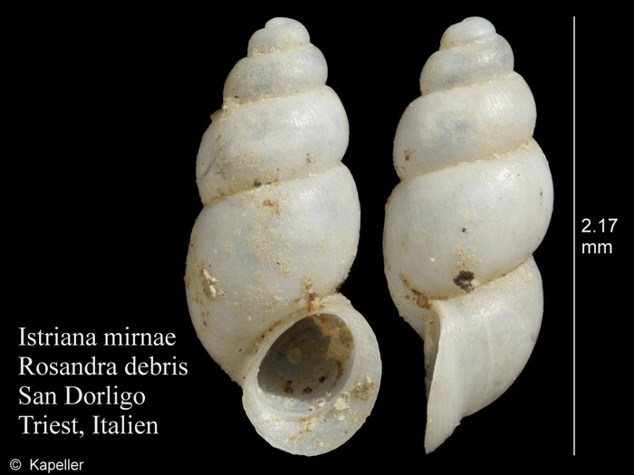 Istriana mirnae Istriana mirnae