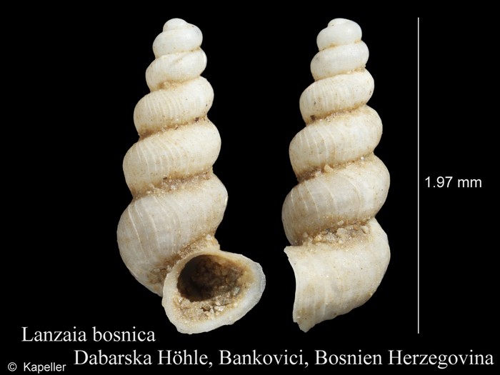 Lanzaia bosnica