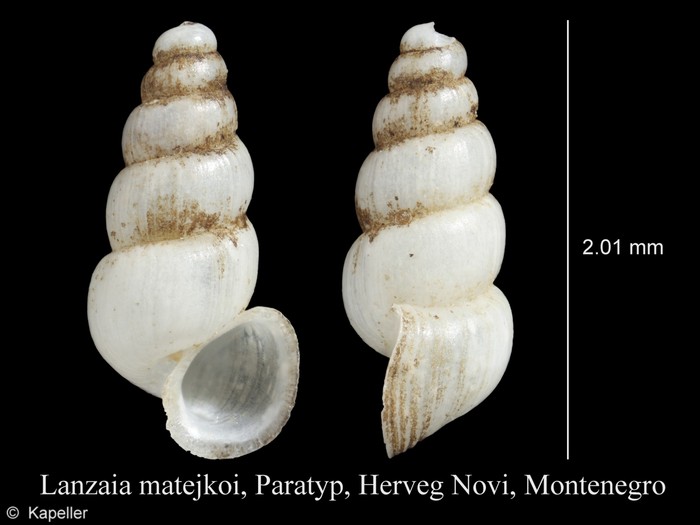 Paladilhiopsis matejkoi Paladilhiopsis matejkoi