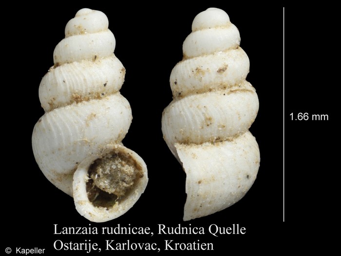 Lanzaia rudnicae