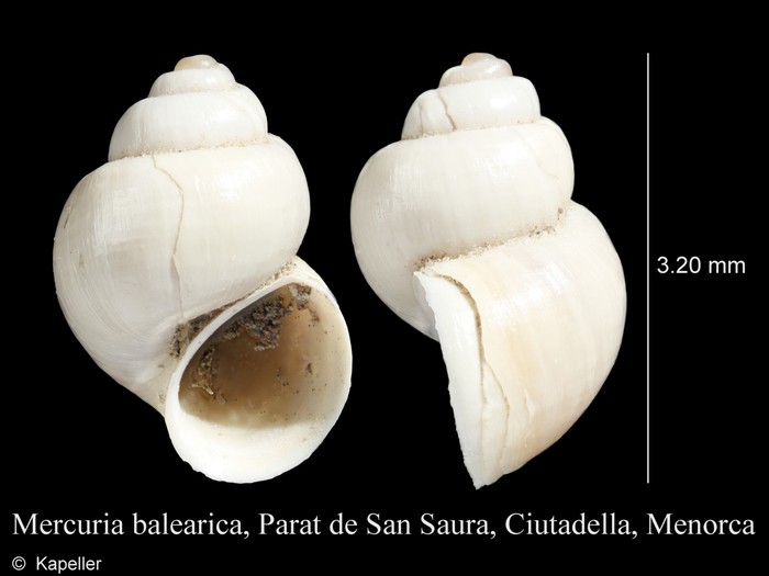 Mercuria balearica Mercuria balearica
