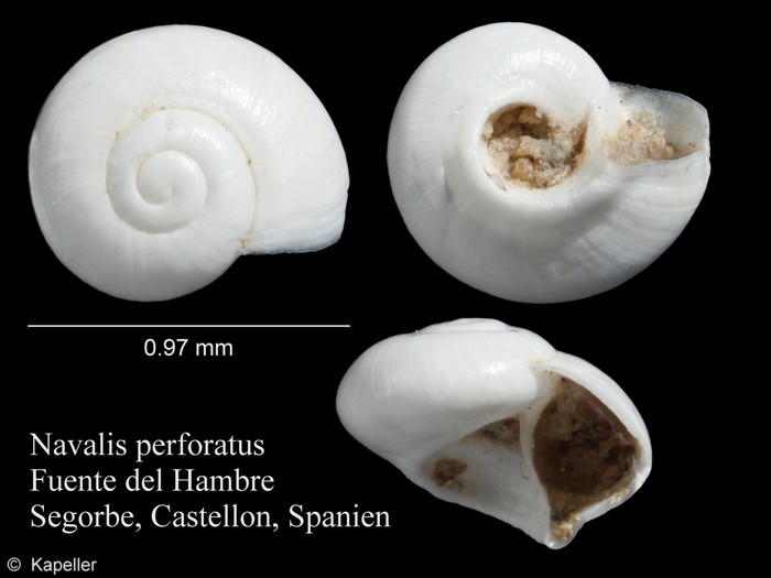 Navalis perforatus Navalis perforatus