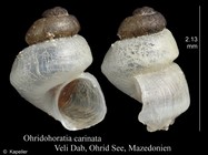 Ohridohoratia carinata