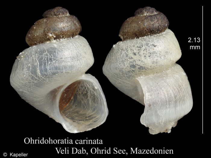 Ohridohoratia carinata Ohridohoratia carinata